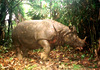 Javan rhinoceros (Rhinoceros sondaicus)