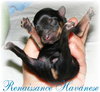 Puppy-Newborn, Havanese