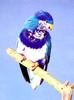 Ultramarine lory (Vini ultramarina)