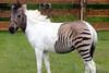 A hybrid zebra X horse!!!