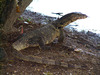 Water monitor lizard (Varanus salvator)