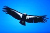 California condor (Gymnogyps californianus)