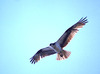 Osprey (Pandion haliaetus)