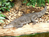 Cuban Crocodile (Crocodylus rhombifer)