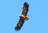 White-tailed eagle (Haliaeetus albicilla)