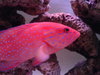 my miniatus grouper in the 35 gallon tank -- coral hind (Cephalopholis miniata)