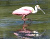 Roseate spoonbill (Platalea ajaja)