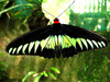 Rajah Brooke's birdwing (Trogonoptera brookiana)