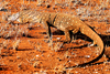 Perentie (Varanus giganteus)
