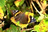 Red admiral