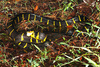 Mangrove snake (Boiga dendrophila)