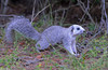 Delmarva Peninsula Fox Squirrel (Sciurus niger cinereus)
