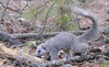 Delmarva Peninsula Fox Squirrel (Sciurus niger cinereus)