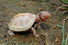 Eastern Box Turtle (Terrapene carolina carolina) - albino
