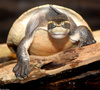 Northern Yellow-faced Turtle (Emydura tanybaraga)