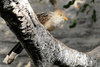 Guira Cuckoo (Guira guira)
