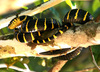 Mangrove snake (Boiga dendrophila)