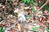 Crab-eating macaque (Macaca fascicularis)