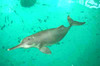 Chinese River Dolphin or Baiji (Lipotes vexillifer)