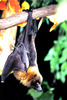 Rodrigues flying fox (Pteropus rodricensis)