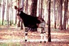 Okapi