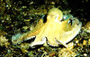 Common octopus (Octopus vulgaris)