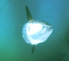 Ocean sunfish (Mola mola)