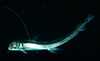 Sloane's viperfish (Chauliodus sloani)