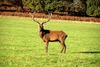 Red deer (Cervus elaphus)