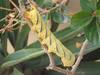 Death's-head Hawkmoth Caterpillar