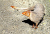 Indian grey mongoose (Herpestes edwardsi)