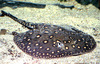 Ocellate River Stingray (Potamotrygon motoro)