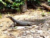 Water Monitor Lizard (Varanus salvator)