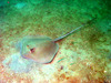 Bluntnose Stingray (Dasyatis say)