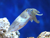 Pharaoh cuttlefish (Sepia pharaonis)