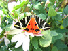 Jersey Tiger Moth (Euplagia quadripunctaria)