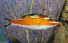 Tabacco Fish (Serranus tabacarius)