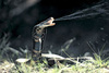 Mozambique spitting cobra (Naja mossambica)