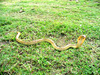 Equatorial spitting cobra (Naja sumatrana)