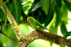 White-winged Parakeet (Brotogeris versicolurus)