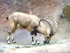 Nubian ibex (Capra nubiana)