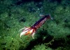 Japanese flying squid (Todarodes pacificus)