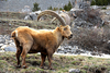 Alpine Ibex (Capra ibex)