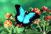 Blue Mountain Swallowtail (Papilio ulysses)