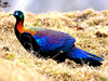 Chinese monal (Lophophorus lhuysii)