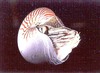 Palau Nautilus (Nautilus belauensis)