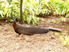Great Argus pheasant (Argusianus argus)
