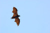 Malayan Flying Fox (Pteropus vampyrus)