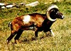 Mouflon (Ovis musimon)