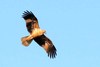 Whistling Kite (Haliastur sphenurus)